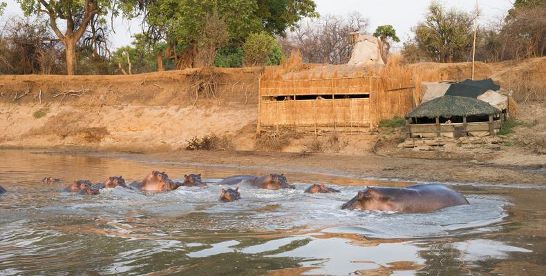 Hippo Hide