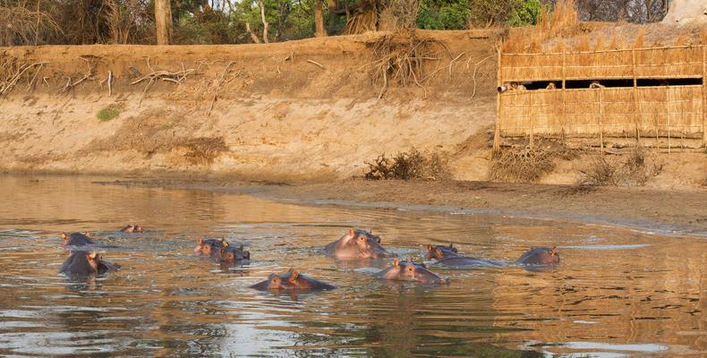 Hippo Hide