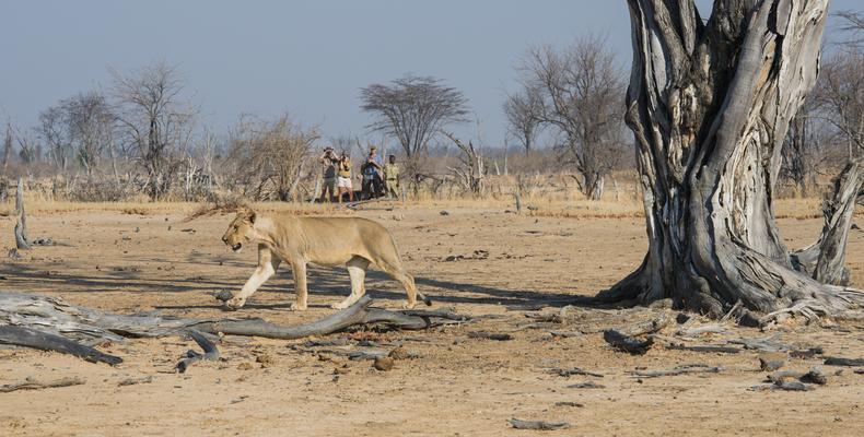 Walking Safaris