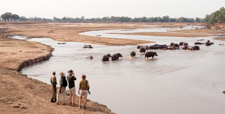 Walking Safaris