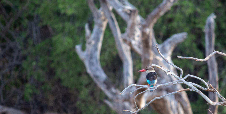 Thorntree River Lodge