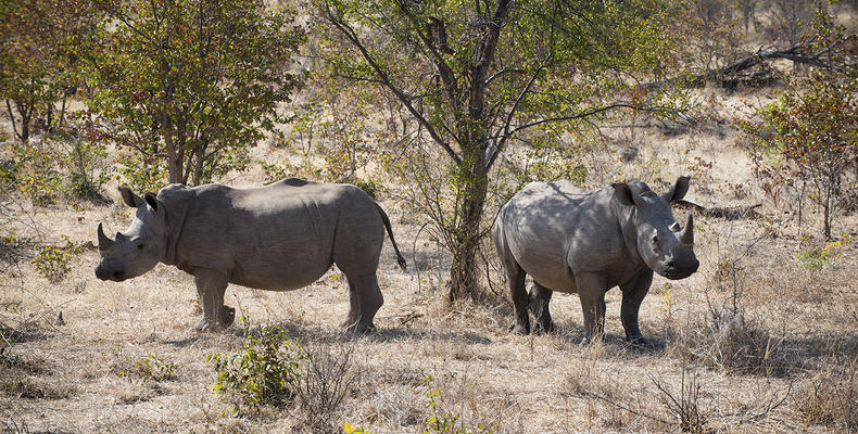 Thorntree River Lodge, Mosi Oa Tunya National Park, Zambia