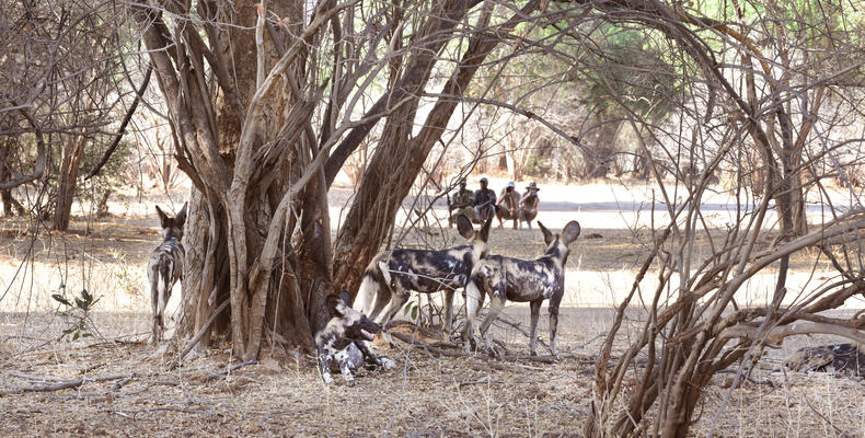 Chiawa Camp - voted Best Guiding Team in Africa