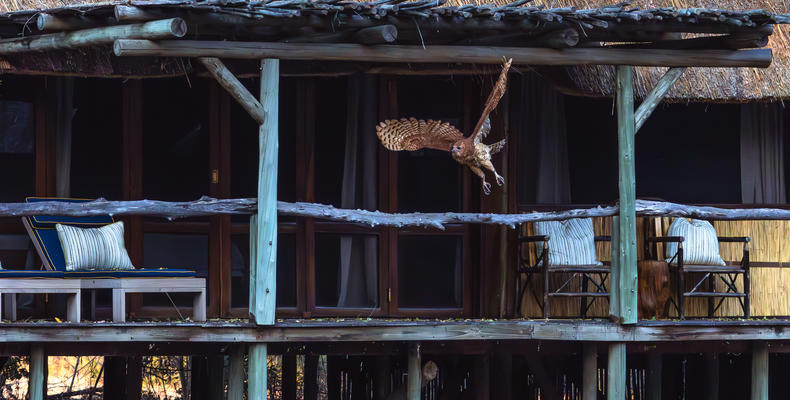 Pels Fishing Owl in front of chalet