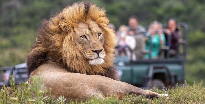 Game drive viewing Lion