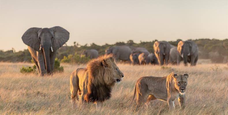 Elephant and Lion