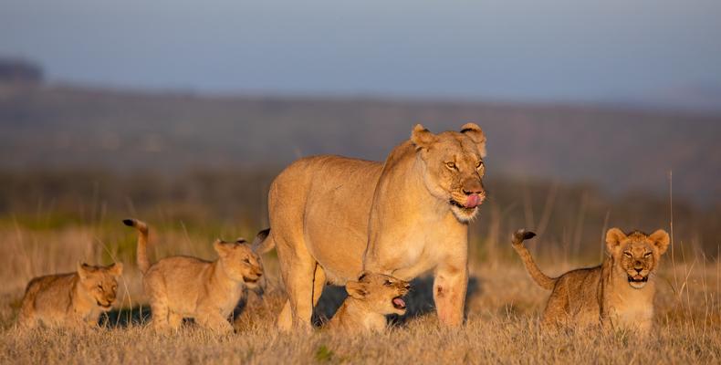 Lion & cubs