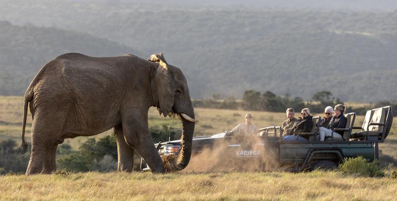 Elephant in dust