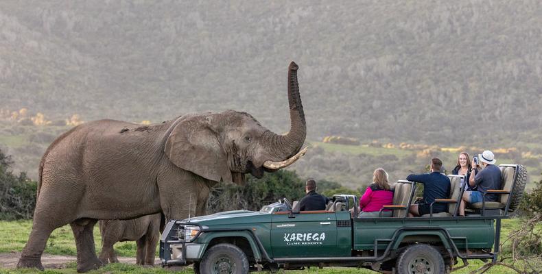 Game drive viewing Elephant