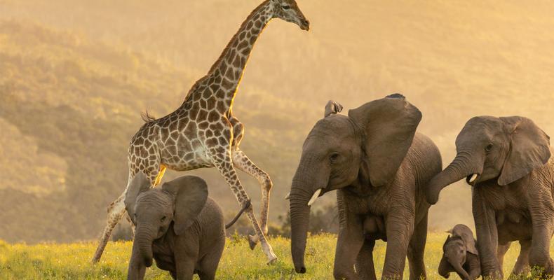 Giraffe & Elephant