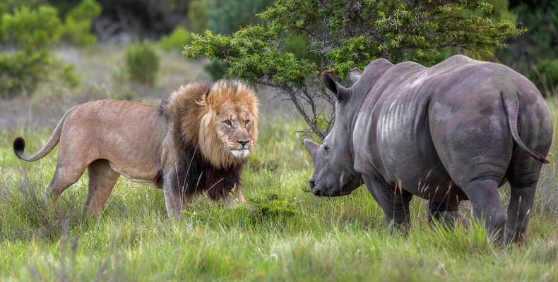 Lion and Rhino stand-off