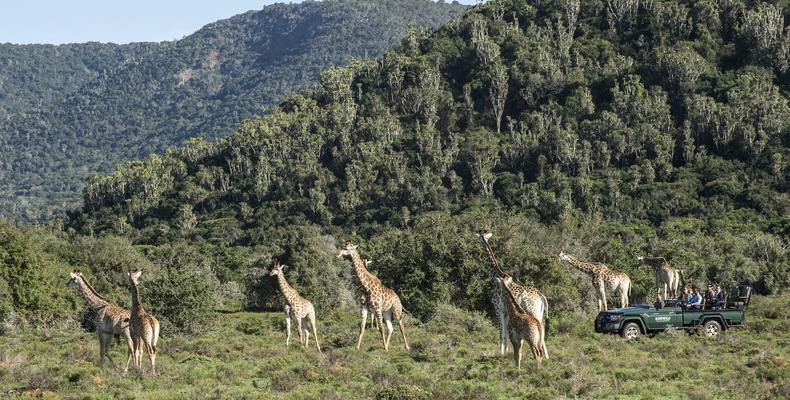 Game drive viewing Giraffe