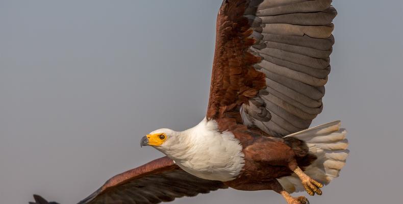 Birdlife