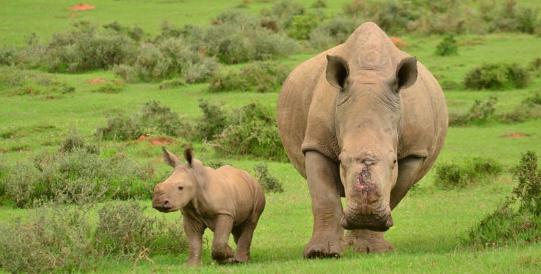 Poaching survivor Thandi and calf