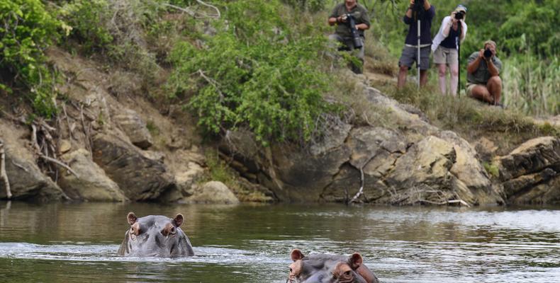 Hippos