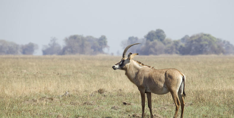 Busanga Bush Camp