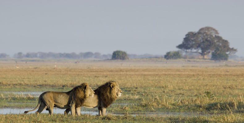 Busanga Bush Camp