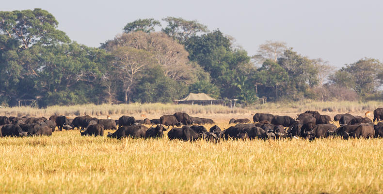 Busanga Bush Camp