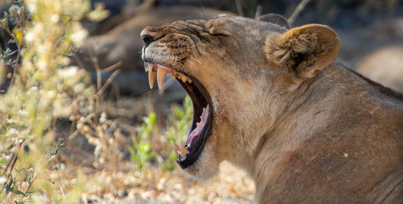 Lion in the Selinda Reserve