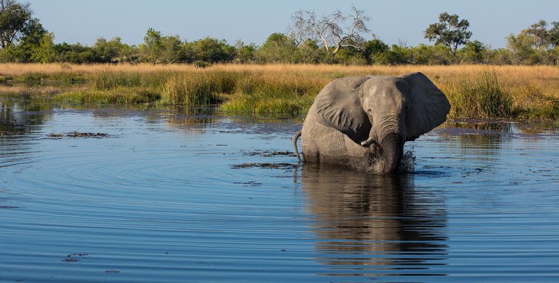 Elephant near Selinda Camp