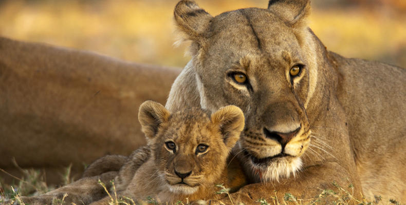 Mother and Cub near Selinda Camp