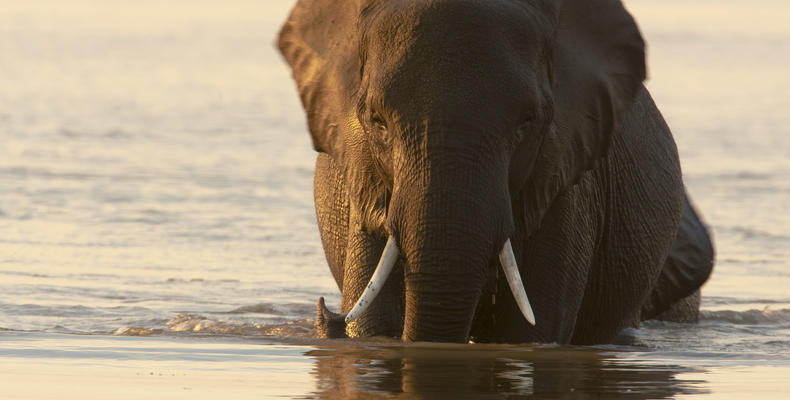 Wading Elephant in the Selinda Reserve