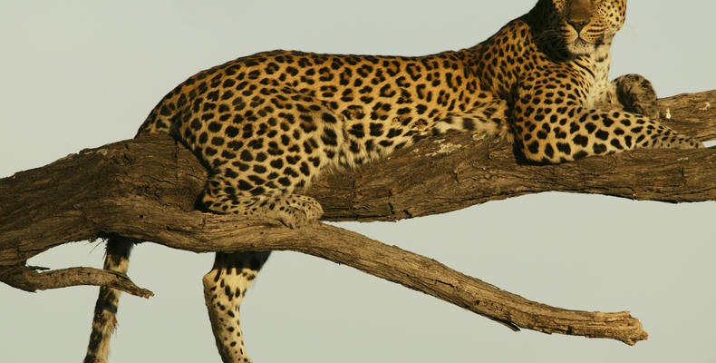 Leopard Relaxing near Selinda Camp