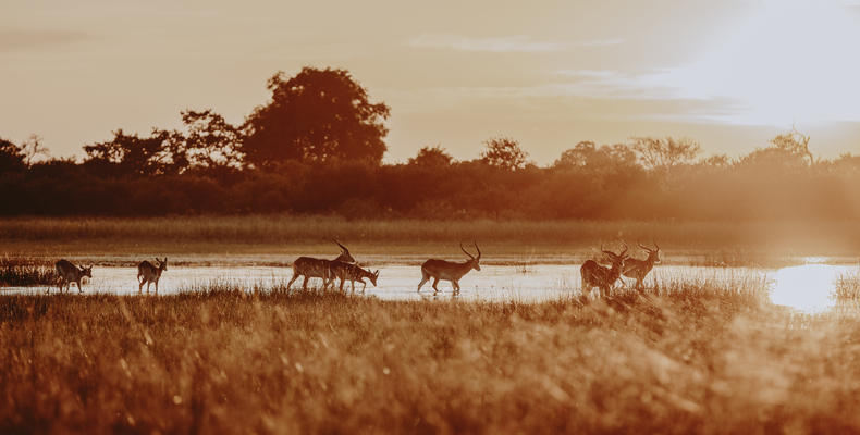 Wilderness Vumbura Plains