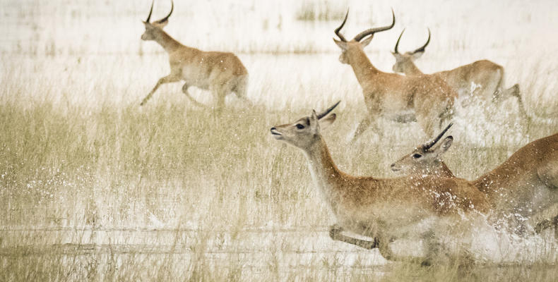 Wilderness Vumbura Plains