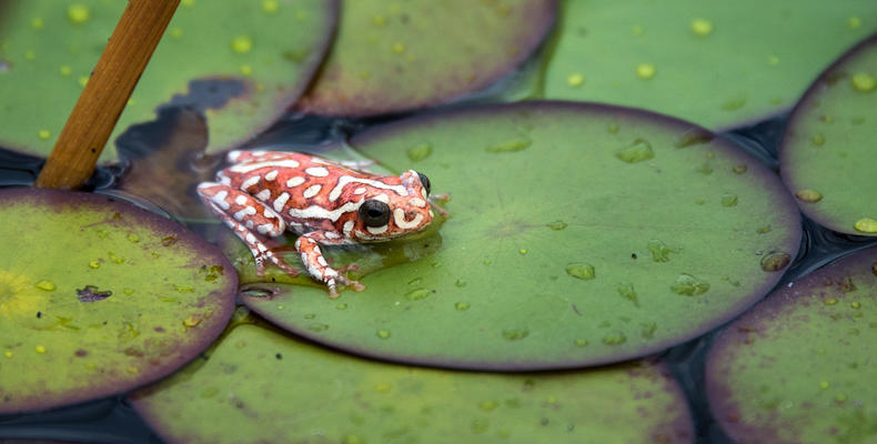 Little Vumbura