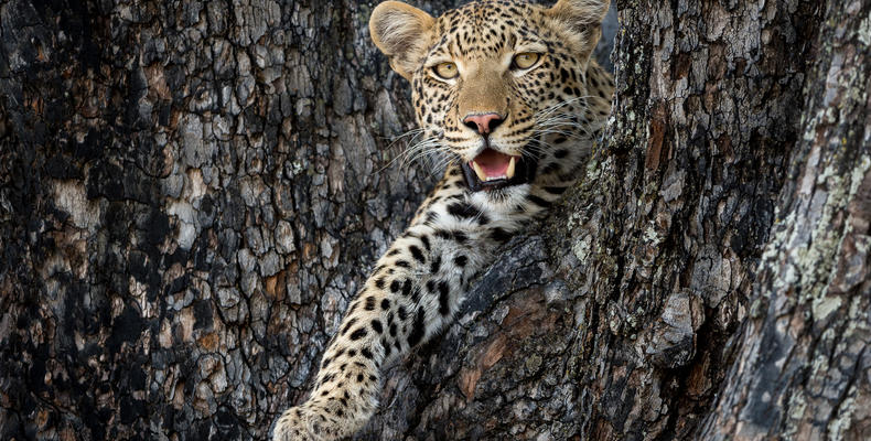 Little Vumbura