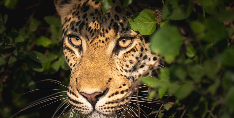 Wilderness Little Mombo