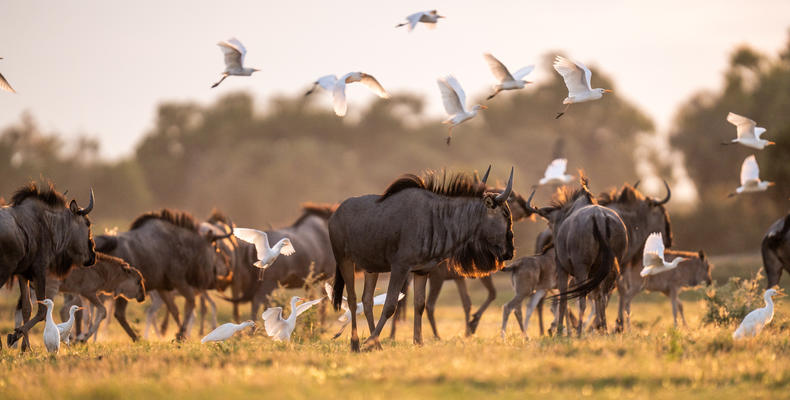 Wilderness Little Mombo