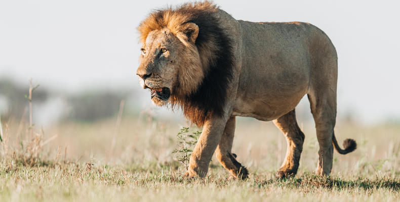 Wilderness Little Mombo