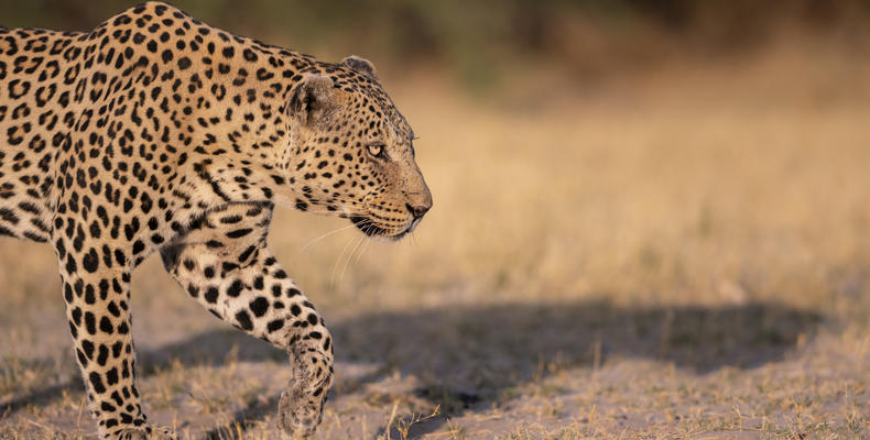 Wilderness Little Mombo