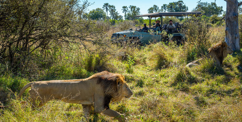 Game Drive