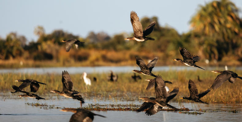 Wilderness Jacana