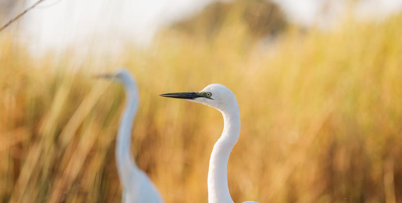 Wilderness Jacana