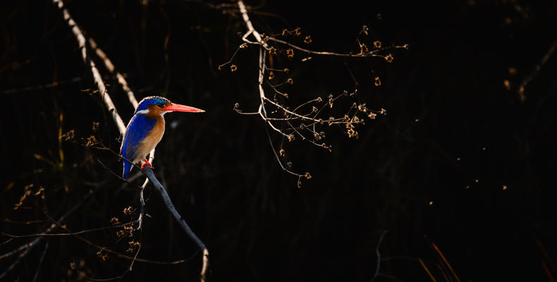 Wilderness Jacana