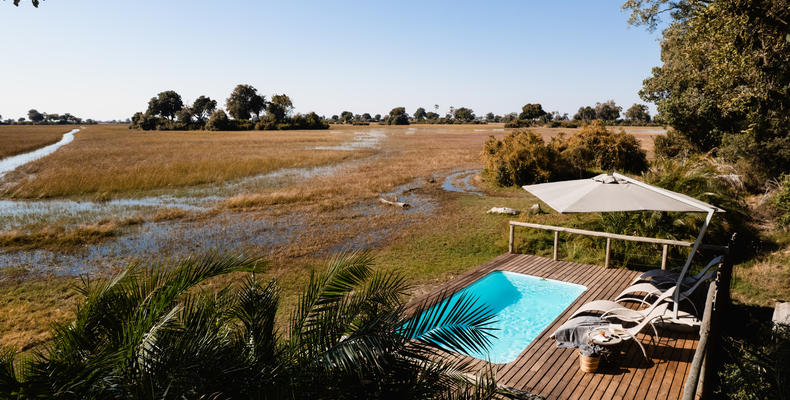 Wilderness Jacana