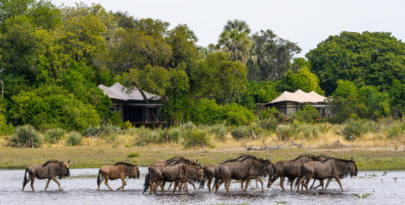 Tubu Tree Camp Rooms During Flood Season