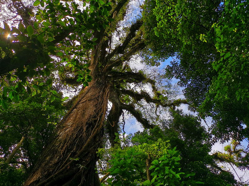 Ceiba Tree