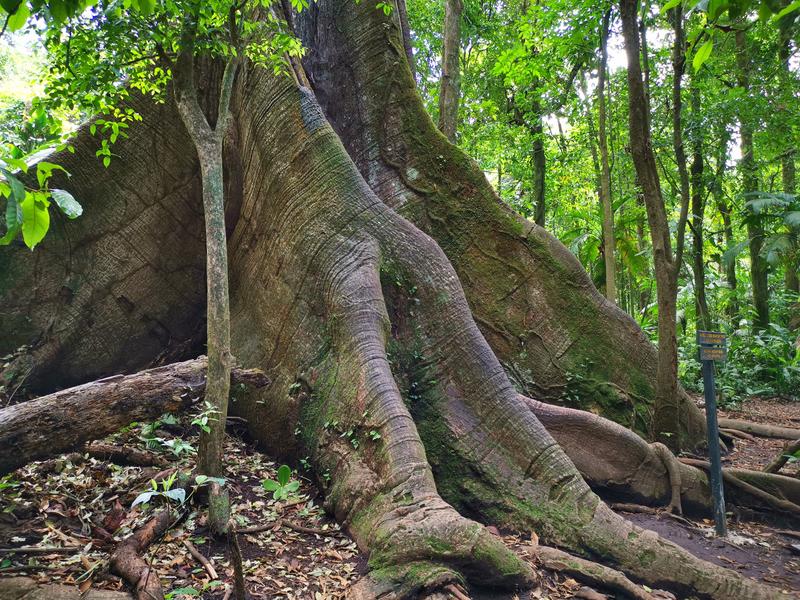 Ceiba Tree
