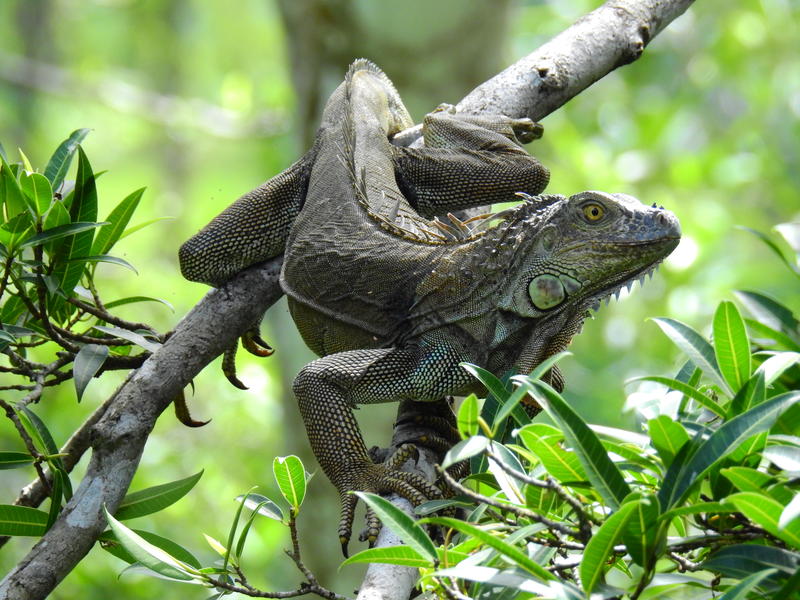 Lizard Boca Tapada
