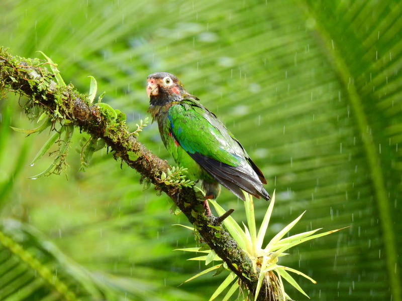 Parrot in the rain