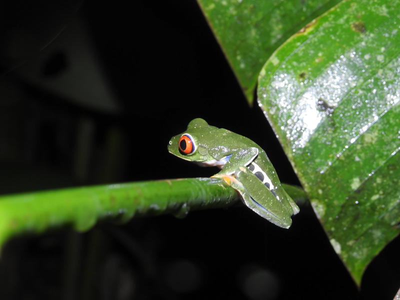 Red Eye Frog