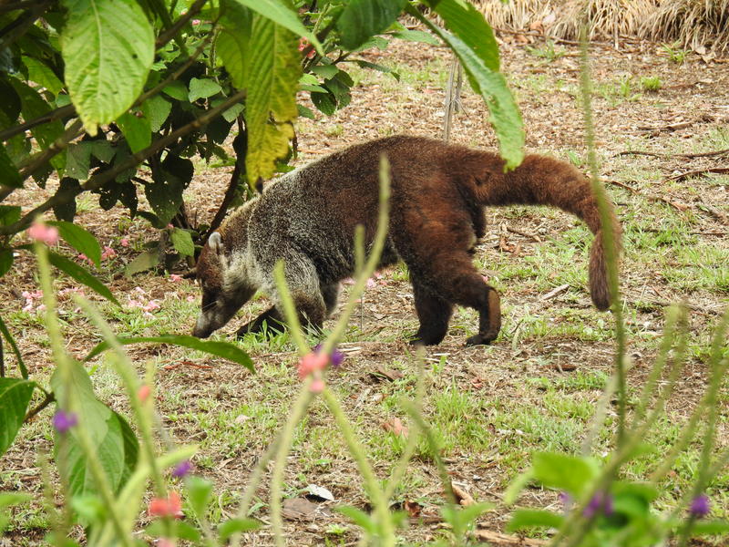 Coati