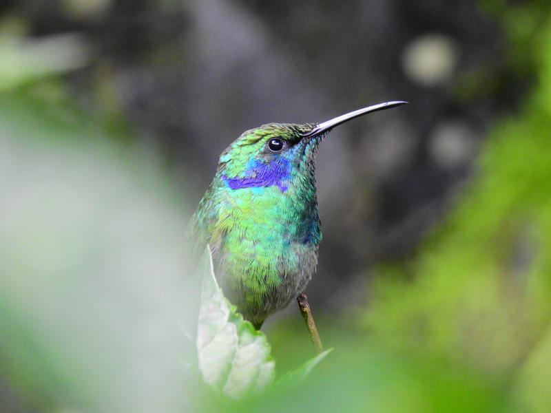 Hummingbird