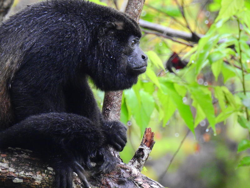 Howler Monkey