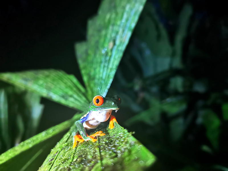 Red Eye Frog